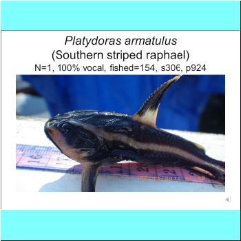 Platydoras armatulus.png